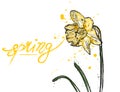 Spring daffodil card yellow color. Narcissus flower Vector watercolor splashes