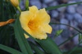 The spring daffodil Royalty Free Stock Photo