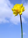 Spring daffodil flower Royalty Free Stock Photo