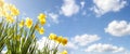 Spring Daffodil flower background against a clear blue sky Royalty Free Stock Photo