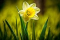 spring daffodil flower blooming in nature in large green clearing