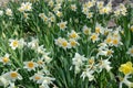 Spring daffodil flowers background. Beautiful daffodils, narcissus flowers with white petals and yellow corona, crown blooming on Royalty Free Stock Photo