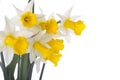 Spring daffodil flowers isolated over white