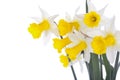 Spring daffodil flowers isolated over white