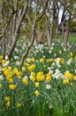 Spring daffodil garden and trees