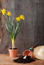 Spring daffodil gardening