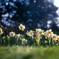 Spring daffodills.