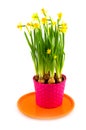 Spring daffodills
