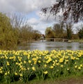 Spring Daffodills by an English River