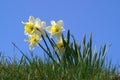 Spring daffodils Royalty Free Stock Photo