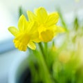 Spring Daffodils Royalty Free Stock Photo