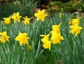 Spring daffodils