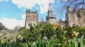 Spring Daffodils along the walls of Cardiff Castle Wales