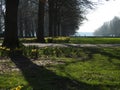 Spring daffodils around trees