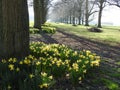 Spring daffodils around trees