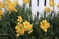 Spring Daffodils in Bloom Royalty Free Stock Photo