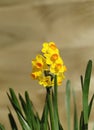 Spring Daffodils in full bloom Royalty Free Stock Photo