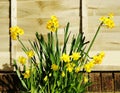 Spring Daffodils in full bloom Royalty Free Stock Photo