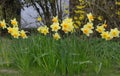 Spring Daffodils in full bloom Royalty Free Stock Photo