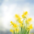 Spring daffodils in garden Royalty Free Stock Photo