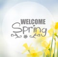 Spring daffodils in garden Royalty Free Stock Photo