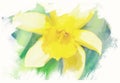 Spring daffodils in garden, vintage watercolor effect