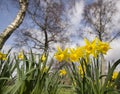 Spring Daffodils