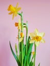 Spring daffodils on the pink background