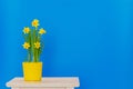 Spring daffodils planted in yellow pot isolated on the blue back