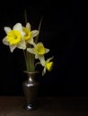 Spring daffodils still life, light painting chiaroscuro style, in vase, with copyspace.