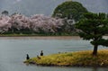 Spring in Daikakuji temple, Sagano Kyoto Japan.