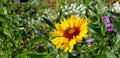 Spring Daisies with Bee - Osteospermum Two Tone African Daisies Royalty Free Stock Photo