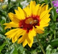 Spring Daisies with Bee - Osteospermum Two Tone African Daisies Royalty Free Stock Photo