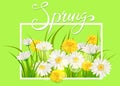 Spring daisies, chamomiles dandelions juicy green lettering. Spring grass background Template for banners, web, flyer Royalty Free Stock Photo