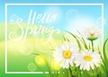 Spring daisies, chamomiles dandelions juicy green lettering. Spring grass background Template for banners, web, flyer Royalty Free Stock Photo