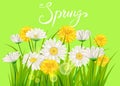 Spring daisies, chamomiles dandelions juicy green lettering. Spring grass background Template for banners, web, flyer Royalty Free Stock Photo