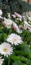 Spring Daisies - Gerbera White with Pink Blush Royalty Free Stock Photo