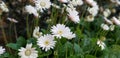 Spring Daisies - Gerbera White with Pink Blush Royalty Free Stock Photo