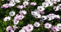 Spring Daisies - Osteospermum Two Tone African Daisies