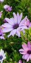 Spring Daisies - Osteospermum Two Tone African Daisies Royalty Free Stock Photo