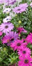 Spring Daisies - Osteospermum Two Tone African Daisies