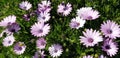 Spring Daisies - Osteospermum Two Tone African Daisies Royalty Free Stock Photo