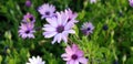 Spring Daisies - Osteospermum Two Tone African Daisies Royalty Free Stock Photo