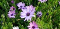 Spring Daisies - Osteospermum Two Tone African Daisies