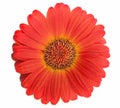Spring daisy Royalty Free Stock Photo
