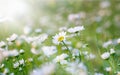 Spring Daisy bathed with sunrays Royalty Free Stock Photo