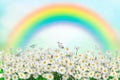 spring daisy and butterfly in the meadow wit rainbow. Nature spring or summer background. Space for text Royalty Free Stock Photo