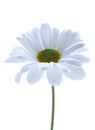 Spring daisy Royalty Free Stock Photo