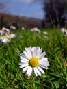 Spring daisy flower