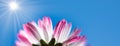 Spring daisy flower against blue sky web banner Royalty Free Stock Photo